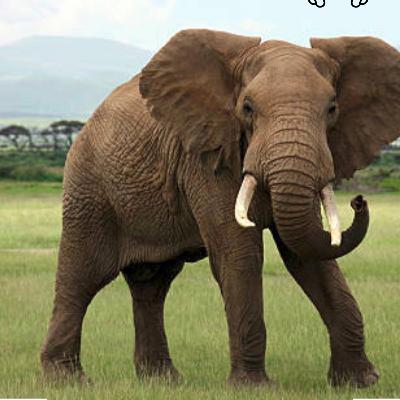 Episode 1 # Elephant Conservation in light of the recent IUCN Status -Dr Timothy Kuiper