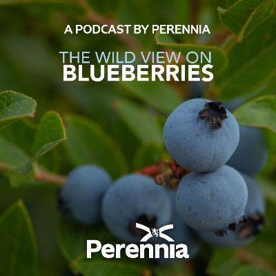 E5 S1. Post-harvest handling of wild blueberries with Dr. Charles Forney