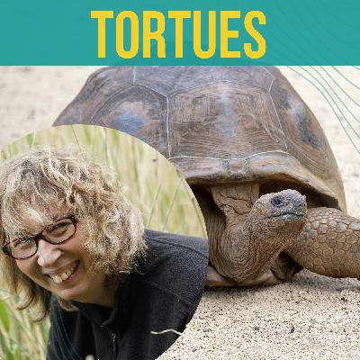 INTERVIEW – Les tortues peuvent-elles vivre dix mille ans ? | Françoise Serre-Collet INTERVIEW – Les tortues peuvent-elles vivre dix mille ans ? | Françoise Serre-Collet
