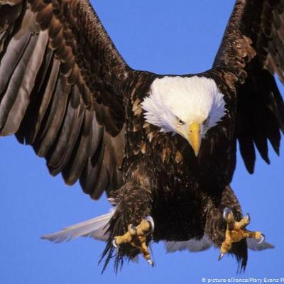 Living Planet: The birds Living Planet: The birds