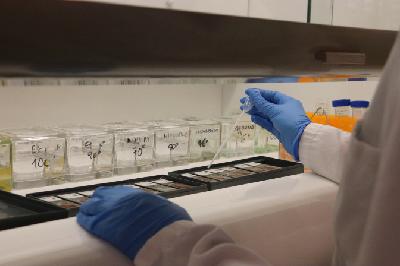 Rejovenir les cel·lules de la sang: el descobriment català que mira de canviar la manera com envellim