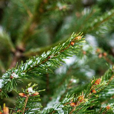 Cik zaļš bija 2024. gads?