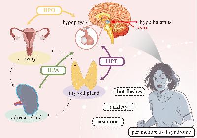Interorgan Insights: Improving perimenopausal health through holistic, precision-based approaches