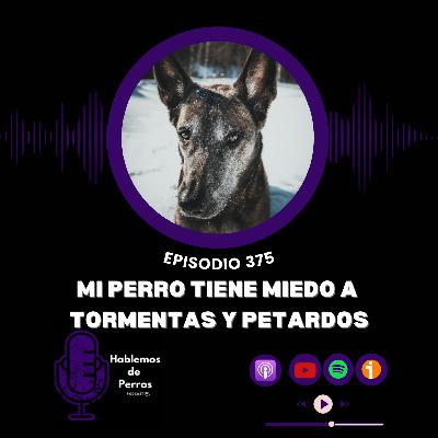 EP#375: Miedo a tormentas y petardos EP#375: Miedo a tormentas y petardos