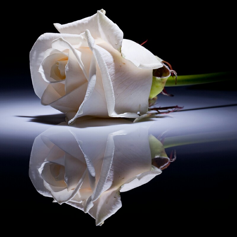 Haamim - My White Rose (128)