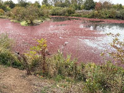 Red alert: Delta Ponds showing impacts of climate change Red alert: Delta Ponds showing impacts of climate change