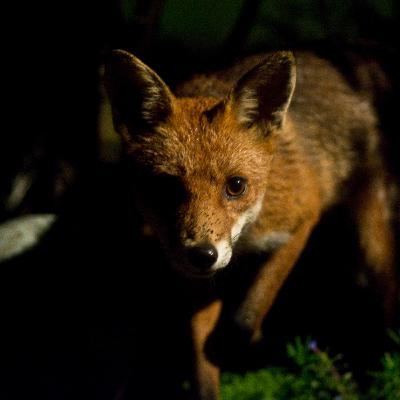 Commotion of Coots Episode 3: The Fox Commotion of Coots Episode 3: The Fox