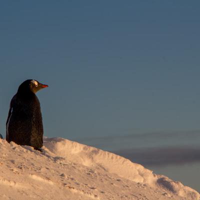 sysadmins №62. IT на краю света