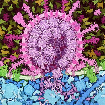 #1.3 Cell Theory - Membrane Structure