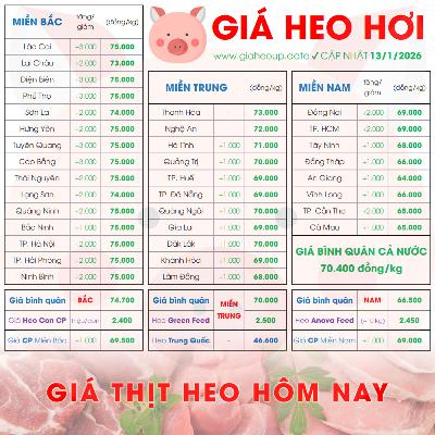 GIÁ HEO HƠI 13/1/2026 ✅ GIÁ THỊT LỢN & TIN TỨC CHĂN NUÔI #GIAHEOHOI #GIATHITHEO #GIAHEOUPDATE