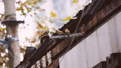 在无锡荡马路 太康路|梁溪路|万千巷