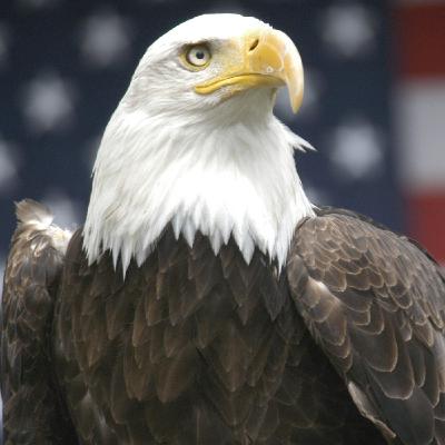 Al filo de lo real nº.493 (2): Simbología de los animales