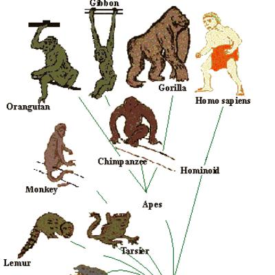 Evolution Debate - AI VS Brett Keane