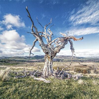 Troubles with Trees: Tackling Pests and Diseases