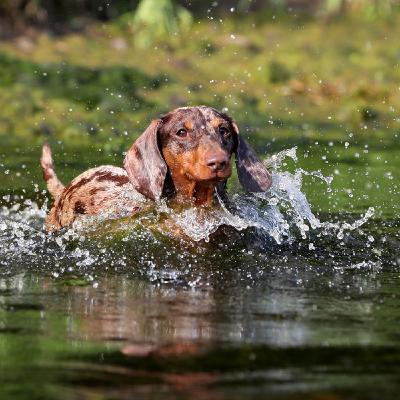 Il cane e il pezzo di carne