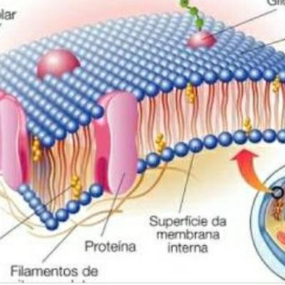 Conhecendo as células - 2