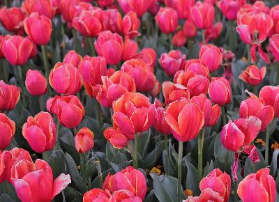 Canberra’s Floriade wrapping up this weekend