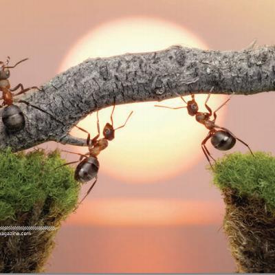 إيلاف النباتات للنمل | د. مجدي سعيد | علوم | حراء 46 إيلاف النباتات للنمل | د. مجدي سعيد | علوم | حراء 46