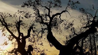 Xylella e olivi pugliesi, cosa sta succedendo? Xylella e olivi pugliesi, cosa sta succedendo?