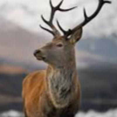 EL VENADO