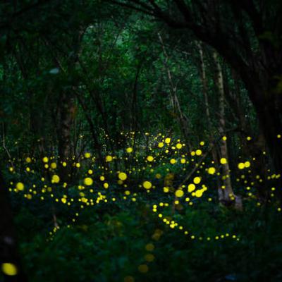 Luciérnagas en Nanacamilpa Luciérnagas en Nanacamilpa