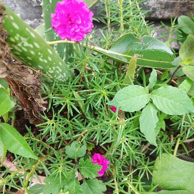 National Parks in India 🇮🇳 Part-2 🏞️