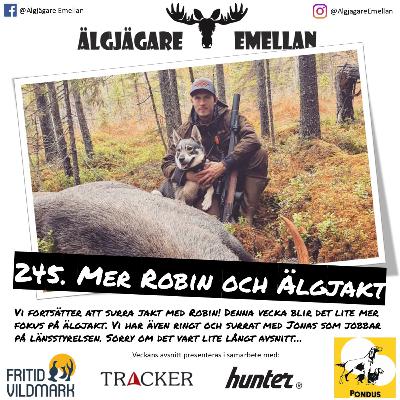 245. Mer Robin & Älgjakt
