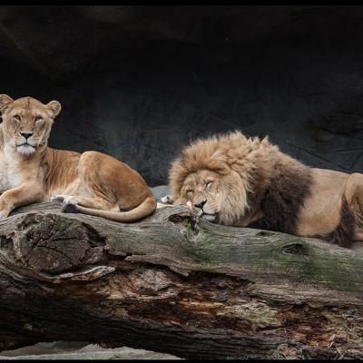 Take A Trip To the Wild Side at Myrtle Beach.