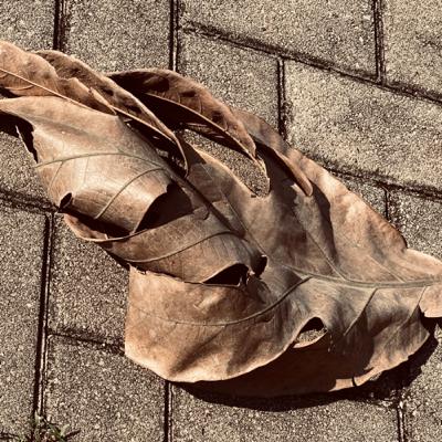 Belajar dari Daun yang Kering