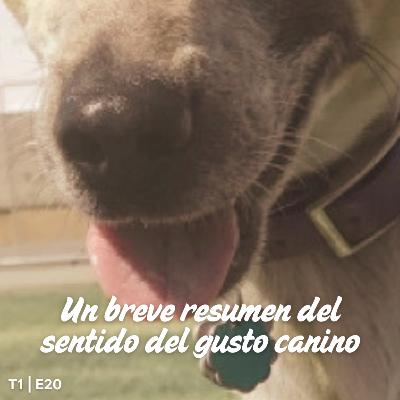 T1 E20 Un breve resumen del sentido del gusto canino
