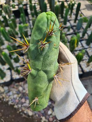 E7 - Fahim E7 - Fahim