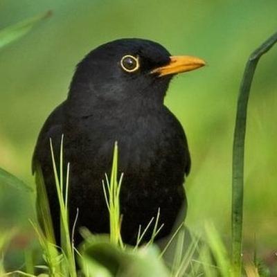 BirdWatch Ireland’s Irish Garden Bird Survey starts today