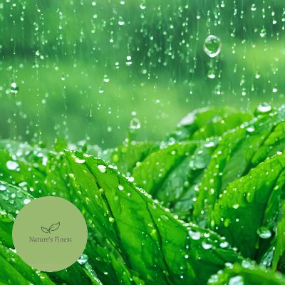 Natural Rain Sleep Sounds 12 Hours | Calming White Noise for Peaceful Rest Natural Rain Sleep Sounds 12 Hours | Calming White Noise for Peaceful Rest