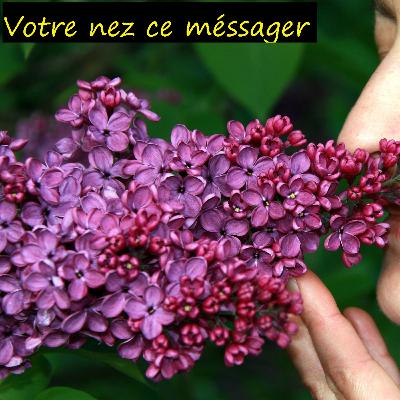 Votre nez ce messager Votre nez ce messager