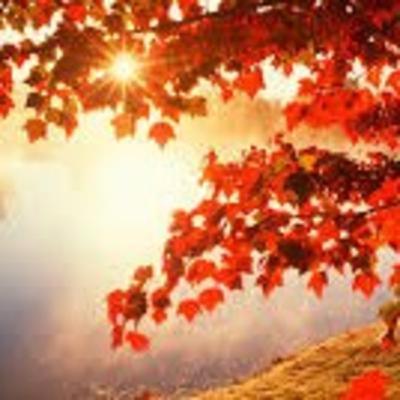 L'albero dei desideri