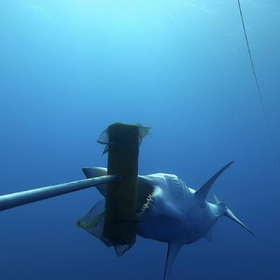 Saving Endangered Species Saving Endangered Species