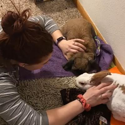 Bunny Misconceptions