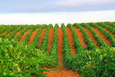 De Goya al mudéjar: los imprescindibles de la Ruta del Vino de Cariñena