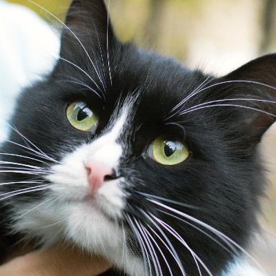 #2: квір, covid-19, карантин і практики самопідтримки