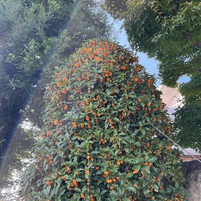 バリトンで「いとしのエリー」歌ってみた&リクエストの話 バリトンで「いとしのエリー」歌ってみた&リクエストの話