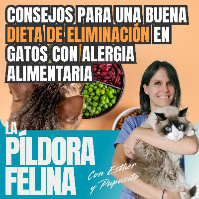 643. Consejos para una buena DIETA DE ELIMINACIÓN en gatos con alergia alimentaria 643. Consejos para una buena DIETA DE ELIMINACIÓN en gatos con alergia alimentaria