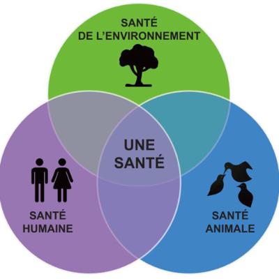 Le repas préféré des Elfes Le repas préféré des Elfes