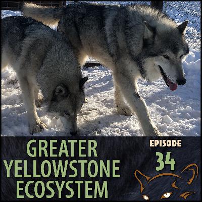 Episode 34: Wolves