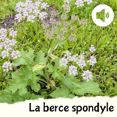 La berce spondyle La berce spondyle