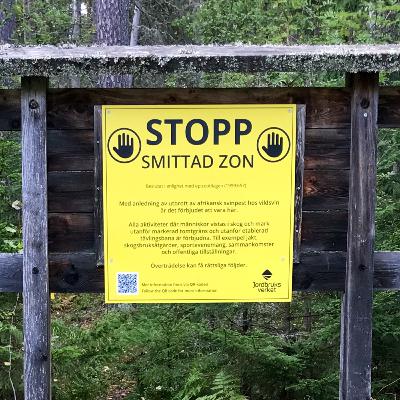 Avsnitt 11 – Svinpest i Fagersta