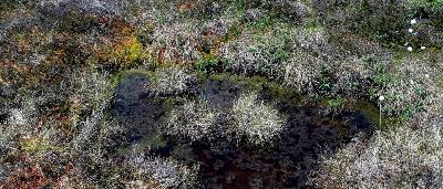 Green Radio | Wie kann man den Wert der Natur berechnen? - „Wir glauben, das bringt eine ganze Menge“