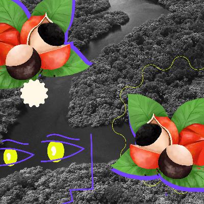 Ressurgências | O guaraná e a floresta recriada Ressurgências | O guaraná e a floresta recriada