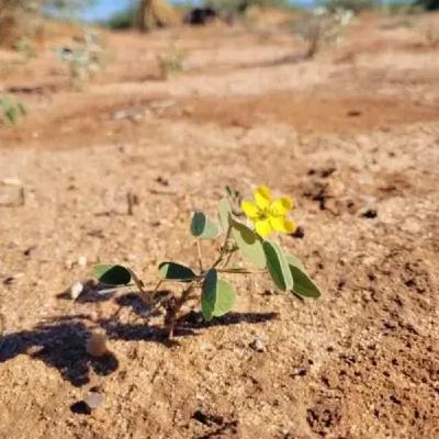 Ep. 561 - The Soil Seed Bank & Restoration Ep. 561 - The Soil Seed Bank & Restoration