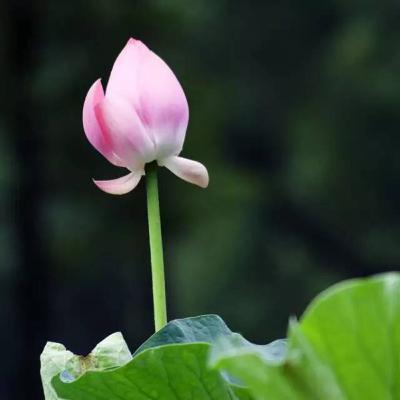 金剛般若波羅蜜經 - 明淨恭誦