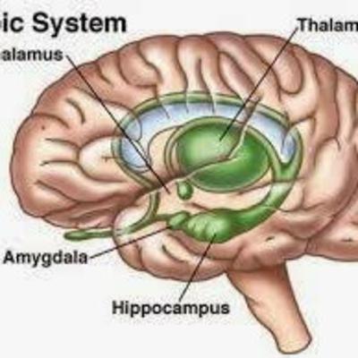 # 13 Emosi dan Otak, belajar Neurosains ya...